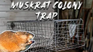 How To Build Muskrat COLONY Traps! | SUPER EASY Effective Design