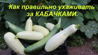 Как правильно ухаживать за КАБАЧКАМИ.