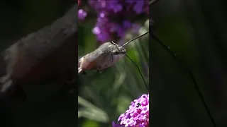 The hummingbird hawk-moth drink nectar | SonyRX10IV | slo-mo