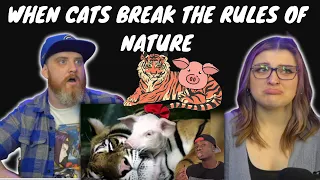 "When Cats Break the Rules of Nature" CASUAL GEOGRAPHIC | HatGuy & @gnarlynikki React @mndiaye_97