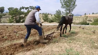 Mersin Mut’ta Çiftçiler Eski Geleneğe Döndü, Atla Tarla Sürmeye Başladı |Mut Ajans