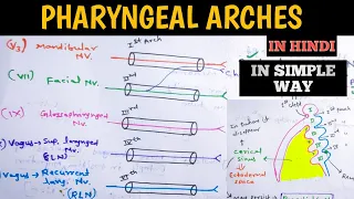 Pharyngeal/Branchial arches & it's derivatives