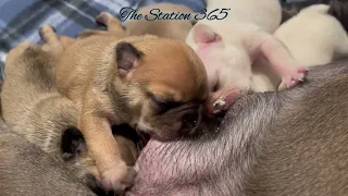 Puppies Family Day 8 Fur Baby French Bulldogs Breastfeeding #viralvideos #puppyvideos