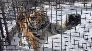 Тигры не находят себе места ! Олег Зубков ДОЛЖЕН БЫТЬ РЯДОМ со своими животными !!!