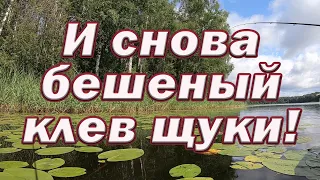 НА Каждом забросе -УДАР! Снова Бешеный КЛЁВ ЩУКИ! Секрет в ПРИМАНКЕ или ПРОВОДКЕ !