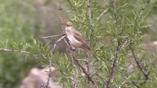 Upcher's Warbler - Hippolais languida, Armenia