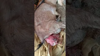 Goat uterus prolaps#shorts#ytshorts#viral#video