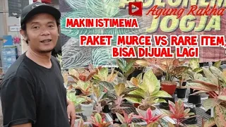 makin istimewa!! paket murce vs aglaonema koleksian rare item| aglonema murah|