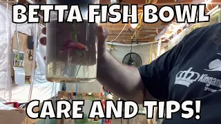 How to Set Up a Betta Fish Bowl and Betta Fish Bowl Care