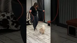 Jump rope cat breaks skipping record - Guinness World Records