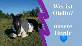 Wer ist Otello? - alle unsere Pferde | Serenity Horses