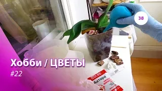 38#22 / Хобби-Цветы / МУЧНИСТЫЙ ЧЕРВЕЦ НА ОРХИДЕЕ. КАК С НИМ БОРОТЬСЯ - ОБРАБОТКА АКТАРОЙ