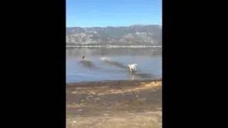 Moose playing in the water