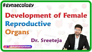 DEVELOPMENT OF FEMALE REPRODUCTIVE ORGANS