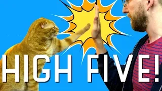 I taught my cat how to high five!