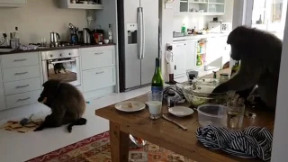 Baboons destroying our AirBnB in South Africa