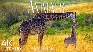 Animal Kingdom 4K - Relax With The Animals Of The World - 4K Ultra HD Video