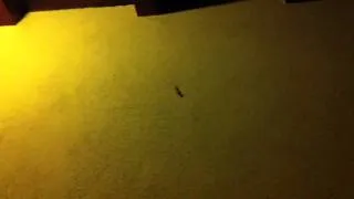 A gecko grabs a moth off the wall