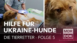 Lebensretter Inside - Die Tierretter: Tierrettung aus der Ukraine (Folge 5)