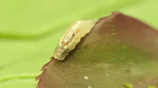 Hover fly larvae eating aphids.