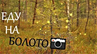 обнаружено болото / новое место для фотоохоты)