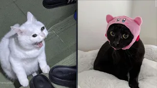 Try Not To Laugh 🤣 New Funny Cats Video 😹 - Just Cats Part 20