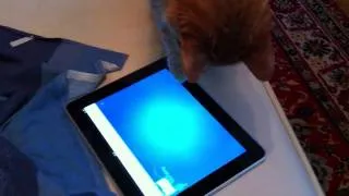 Кошка Табби играет с iPad. №2