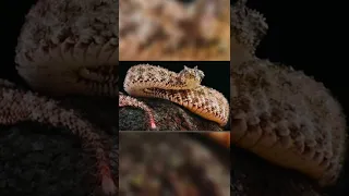 Strange snake that has a spider on it's tail                   #iranianspiderviper