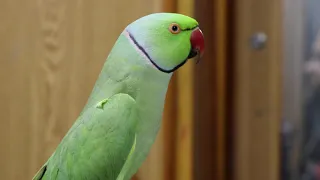 Romeo So Amazing Talking Parrot || A One Of The Unique  Talking Parrot 4K Ultra 60fps Video