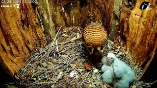 Wisconsin Kestrel Cam 24.05.2024 13:15