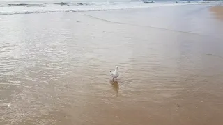 ASMR Morning Walk at Beach