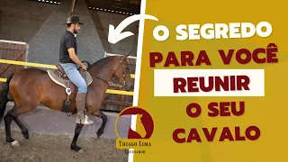 Como reunir o seu cavalo?