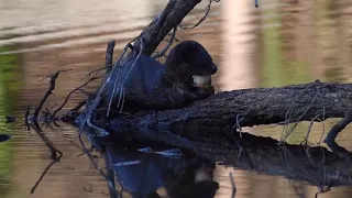 River Otter Swimming and Eating A Fish Richmond Virginia