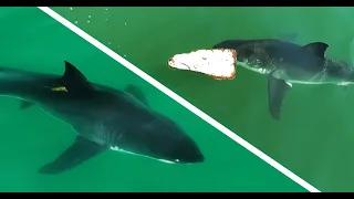 What Are These Great White Sharks Doing? A Collection of Interesting Behaviors.