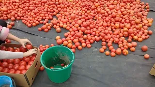 Дозрев томатов! Финиш.... Ripening tomatoes! The finish....