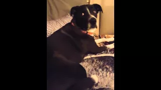 Domestic Dog Listens to Wolves