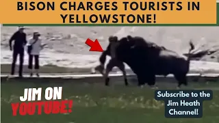 Bison CHARGES Tourists In YELLOWSTONE!