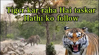 Tiger kar raha hai taskar hathi ko follow