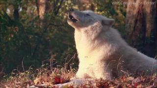 When Atka Howls, the Sun Stops to Listen