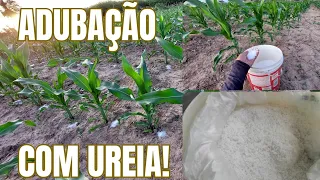 TUDO SOBRE ADUBAÇÃO DE UREIA NO MILHO!