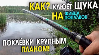 Поехал за СУДАКОМ а наловил ЩУК. Ловля ЩУКИ на живца в конце лета. КАК ЛОВИТЬ ЩУКУ  Līdaku cope