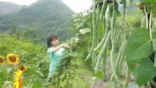 I planted a handful of green beans in the spring, today I have a bunch of them春天我種下一把四季豆，今天收穫一串串的四季豆