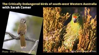 The critically endangered birds of south-west Western Australia with Sarah Comer