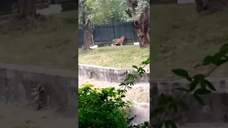 Tiger 🐯 Waiting for Entry in home 🏡 #animals #shots #amazing