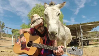 Donkey Named Hazel Loves John Denver and Annie's Song Classic Music