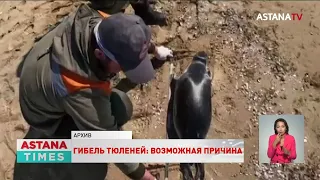 Названа возможная причина гибели тюленей на Каспии