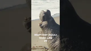 This is what an Elephant Seal ACTUALLY sounds like! #elephantseal #natureismetal