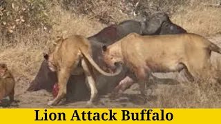 Lion Attack Buffalo and Eat Alive Moments   Animal Fighting ,ATP Earth