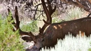 GIANT 241" Mule Deer from the Henry Mountains - WD Martin - MossBack