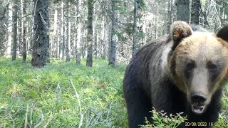 ursus arctos eurasian